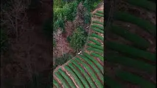 Tea single track transport vehicle
