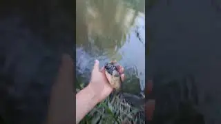 #рибалка #fishing #короп #карась