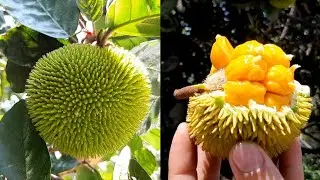 10 JACAS EXÓTICAS TÃO DIFERENTES e CURIOSAS QUE VOCÊ NUNCA VIU ANTES