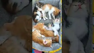 Rescue five kittens 