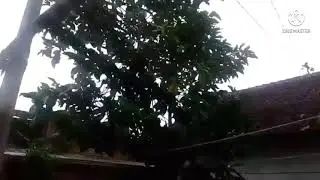 enaknya minum sari buah mengkudu