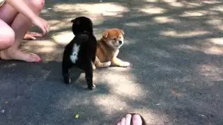 Shiba inu puppies playing together at 5 1/2 weeks