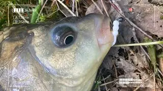 Король пруда не устоял! Мормышинг с Чикой