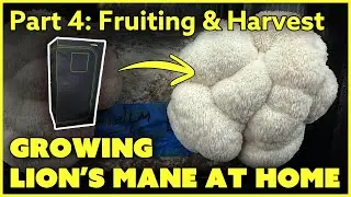 Growing Lion's Mane Mushrooms at Home: Part 4 of 4 - Fruiting, harvesting, dehydrating