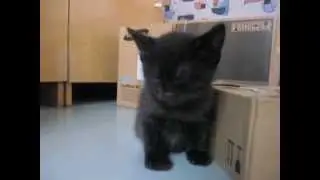 Котёнок засыпает