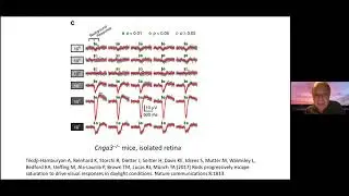Rod Saturation, Transducin, and Photoreceptor Degeneration by Gordon L. Fain, PhD | UCI CTVR