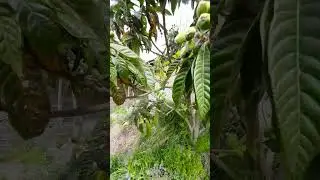 Il nespolo in produzione dopo la mia potatura 💚 