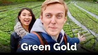 Wasabi, Japanese Green Gold...