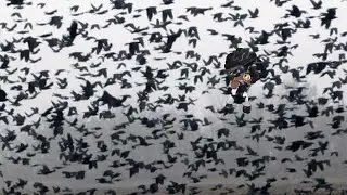 Who taught this Raven Shadow Clone Jutsu?! - SCP 1505