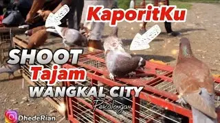 INI DIA MERPATI KAPORITKU GASSKEN BOSKKUH‼️