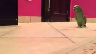 Прикол!Попугай смеется адским смехом