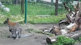 Кенгуру