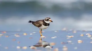 Birding in Maagan Michael - Part 1 - צפרות במעגן מיכאל חלק 1