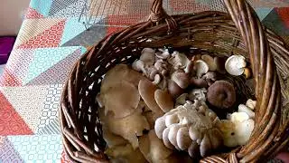 Random Stuff. Brambles, Sticks, Worm Porn, Mushrooms And How I Do Reviews