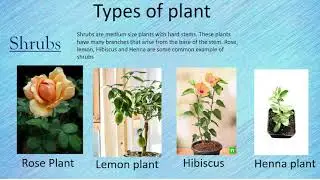 type of plant. Herbs, Shrubs, Trees, Climbers, and Creepers
