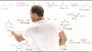 Pyrimidine Synthesis