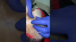 Как понять, что у вашей кошки блохи?