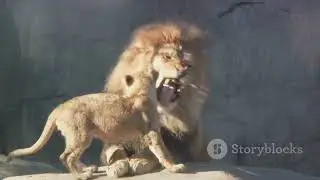 Roar of the Savanna: The Majesty of Lions