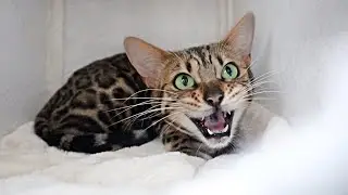 Pregnant Bengal Cat Sunshine Panics When Labor Starts