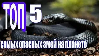 5 most dangerous and poisonous snakes in the world