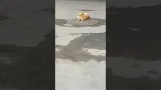 Мистер толстый опять отдыхает, МЧС обещали сегодня ливень, а по факту жара карачун +26