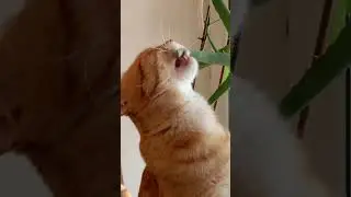Кот и кошачья мята 🌿🌿🌿 