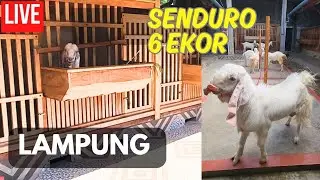 LIVE PENGIRIMAN KAMBING ETAWA 6 EKOR KE LAMPUNG
