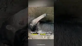 Anteater | One Of The Most Bizarre Animals