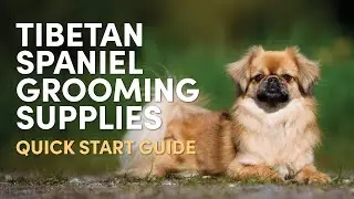Tibetan Spaniel Grooming Supplies (Quick Start Guide)