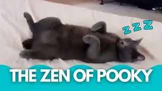 The Zen Of Pooky