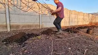 посадка смородины) кто то не умеет считать...