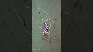 Fosil Yılan Deniz Yıldızlarının Kalsit Yapıları Üzerine Bilimsel İncelemeler