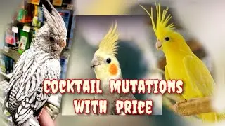 Rare cocktail bird mutations with price you have ever seen..
