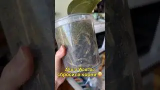 #Orchideen #geschlossenesSystem #орхидеи #закрытаясистема #наращиваниекорней #данапротасова