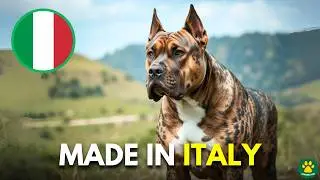 6 RARE Italian Origin Dog Breeds You Don't Know About!!