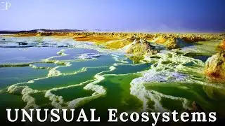 The Most UNUSUAL Ecosystems on Earth!