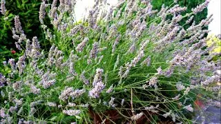 How to Grow Lavender from Last Years Flower Seeds