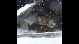 Коротко об уходящей неделе в львином царстве🦁❄ 
