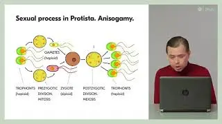 6.2 Sexual process and life cycles - Protists: Evolution and Ecology of Microbial Eukaryotes