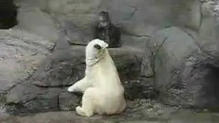 Russian Bear in Moscow Zoo - Zoos are cruel