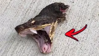 10 Most UNUSUAL Animals That LIVE After Death