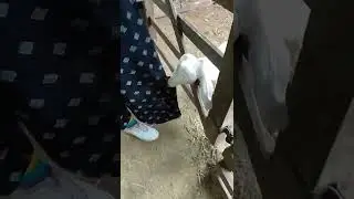 Goat eats girls dress 