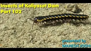 Insects of Kaliyasot Dam - Part 102