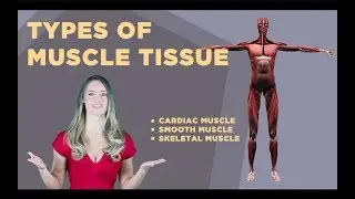 Types of Muscle Tissue: Cardiac, Smooth, Skeletal