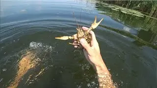 Подводная охота. Ловля раков руками под водой. Как ловить раков под водой
