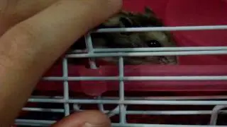 Khosho being petted to sleep
