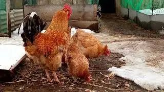 ЦАРСКОСЕЛЬСКИЕ КУРЫ НА ПРОГУЛКЕ!!! КУРЫ РАДУЮТСЯ ВЕСНЕ!!!!