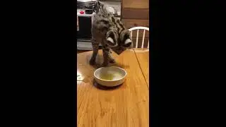 Serval's First Experience With Ice Cube