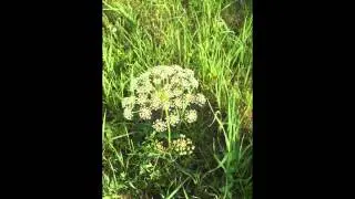 ГОРИЧНИК  (PEUCEDANUM)  сем. Зонтичные