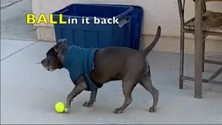 My Dog Bella's post surgery workout (PET LIFE)